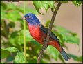 _1SB1320 painted bunting